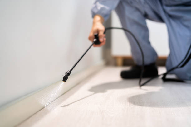 Licensed Wasp Control service in West Yarmouth, MA - Nex Pest Control